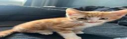 Domestic Shorthair cats for sale: 9 Gorgeous Kittens – Tabby, Ginger & Tortoiseshell - Advert 31