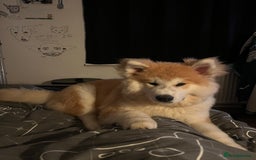 Akita dogs for sale: Japanese Akita Inu 4months old, purebred  - Image 3