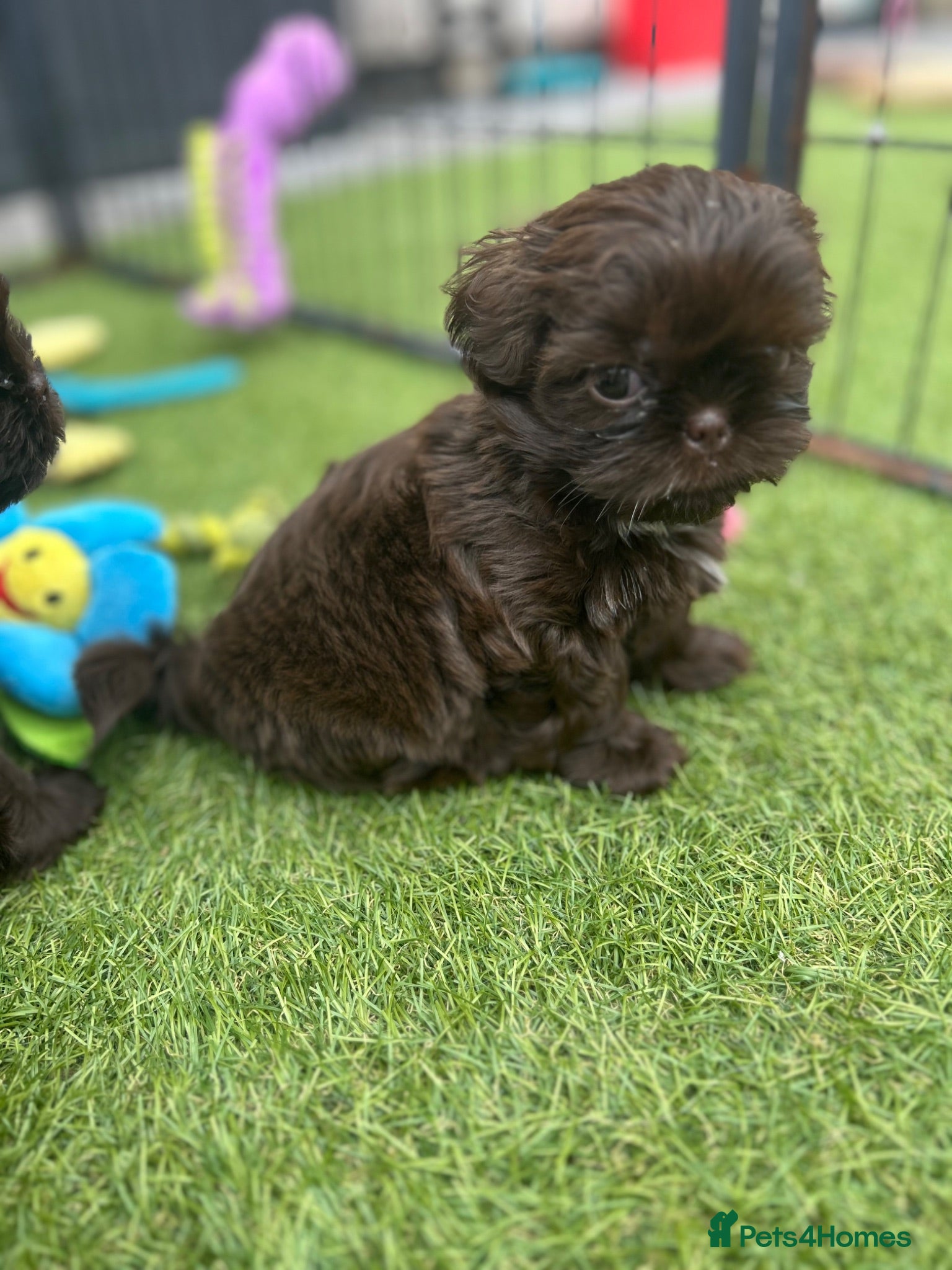 Shih Tzu dogs Stunning Solid Chocolate Kc Imperial Pups - Advert 2