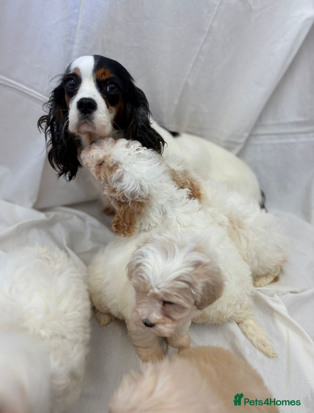 Cavapoo dogs for sale: Beautiful Cavapoo’s - Image 9