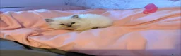Ragdoll cats for sale: 🌟RAGDOLL KITTENS 🌟 - Advert 13