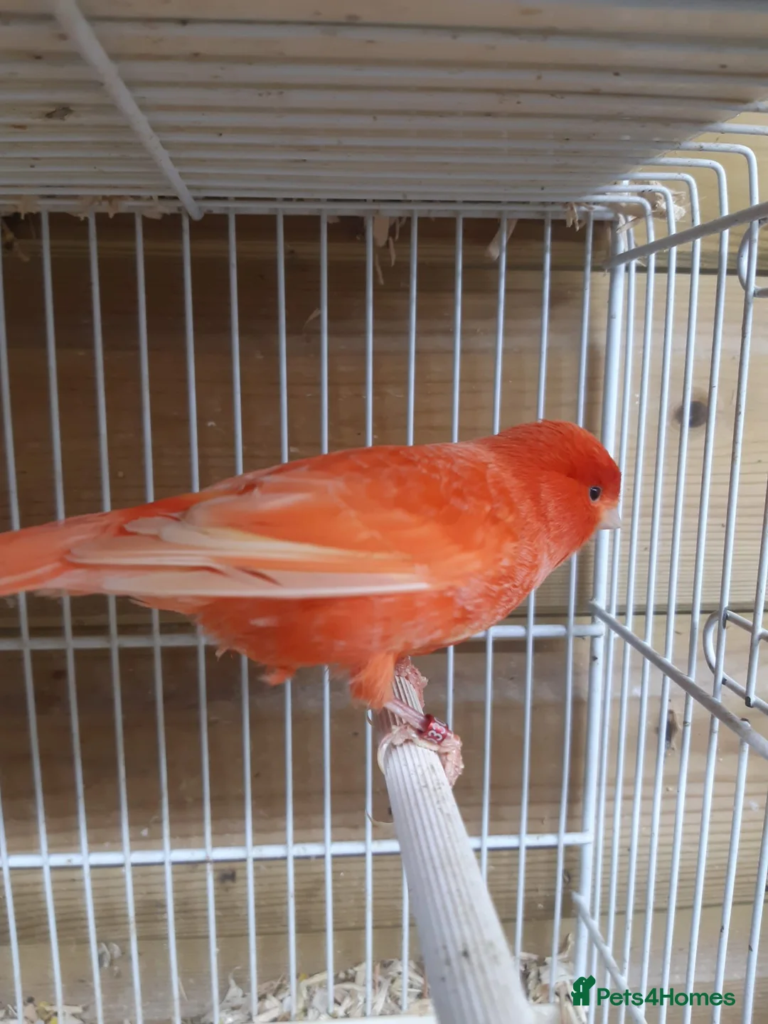 Canaries birds for sale: Canaries for sale in Manchester - Advert 4