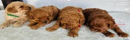 Maltipoo dogs for sale: Charming Maltipoo puppies for sale - Advert 1
