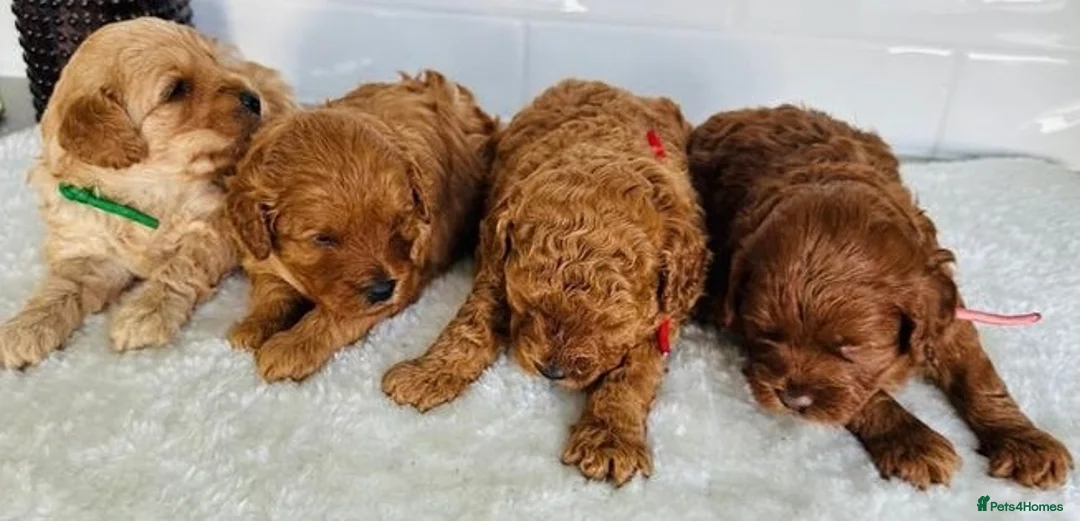 Maltipoo dogs for sale: Charming Maltipoo puppies for sale - Advert 1