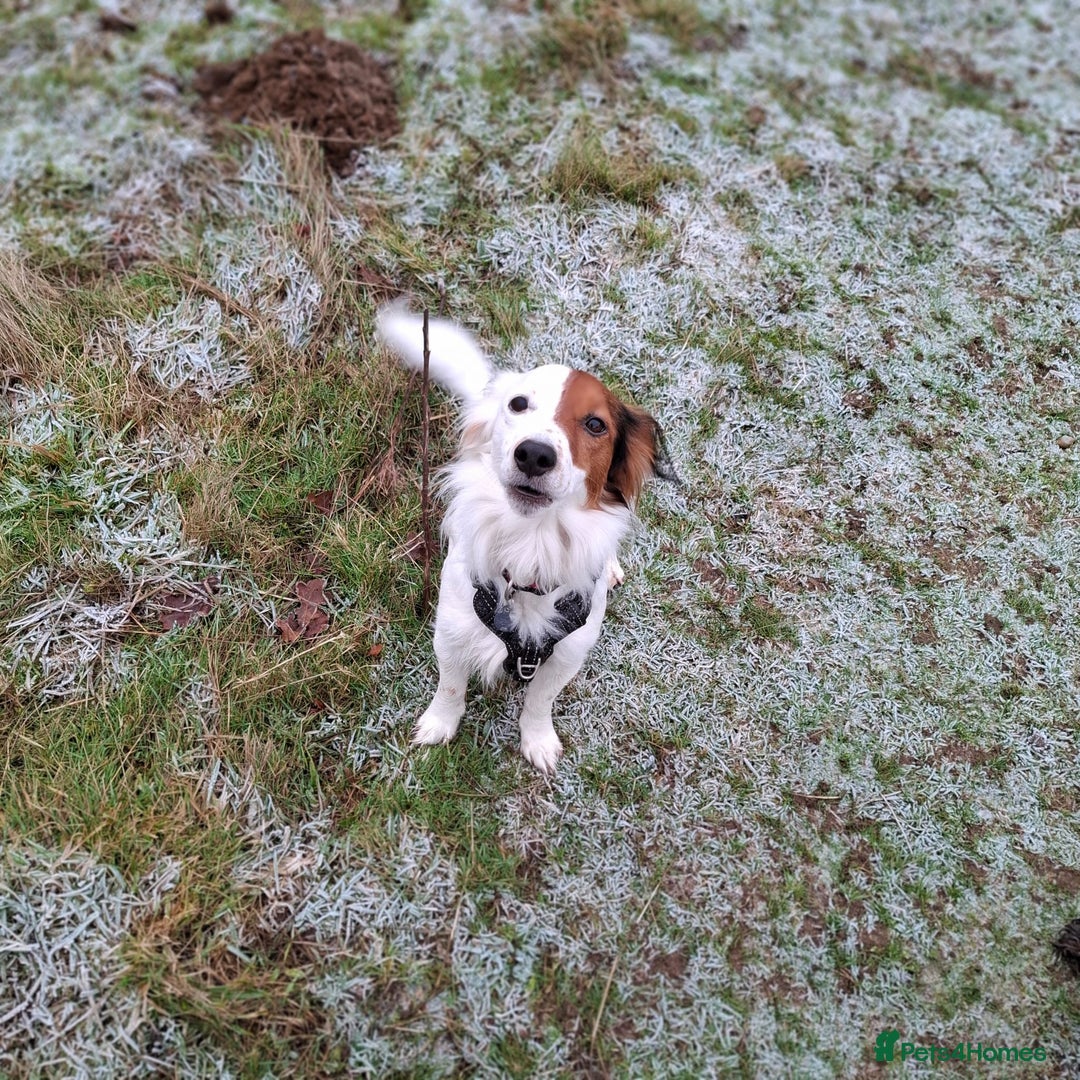 Mixed Breed dogs for sale: Sweet, Affectionate Lapdog – Jack Russell Cross - Advert 5