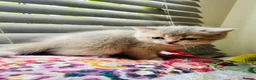 Scottish Fold cats for sale:  Kittens Ready for Their Forever Homes - Advert 35