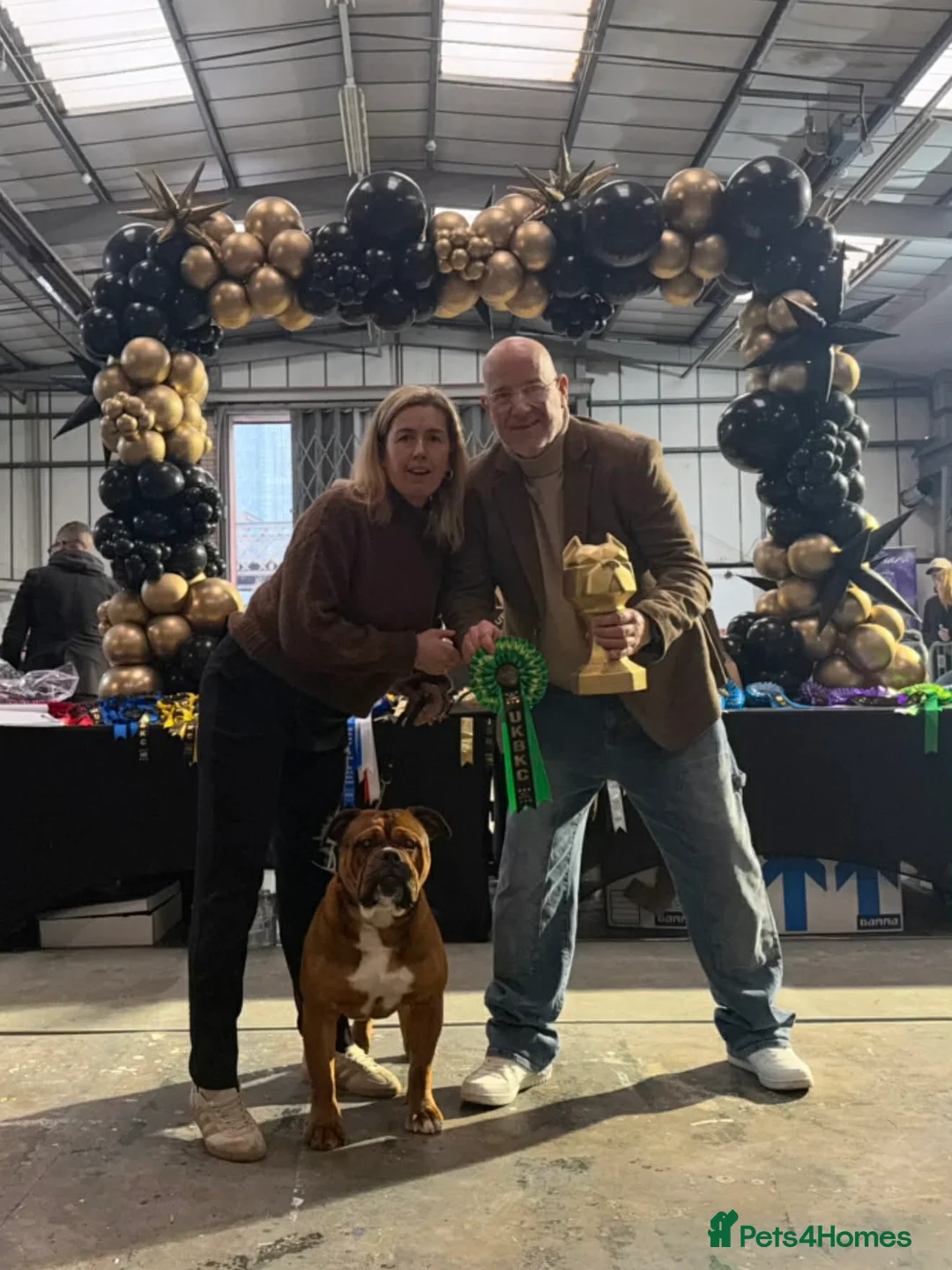 Olde English Bulldogge dogs for stud: Olde english bulldog AT STUD - Advert 1