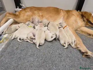 Golden Retriever dogs Golden retriever puppies 5 boys 5 girls - Advert 3