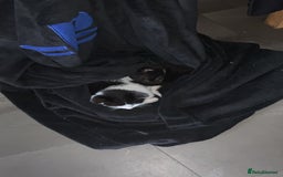 British Longhair cats for sale: Kittens for sale!! in Highbridge - Image 26