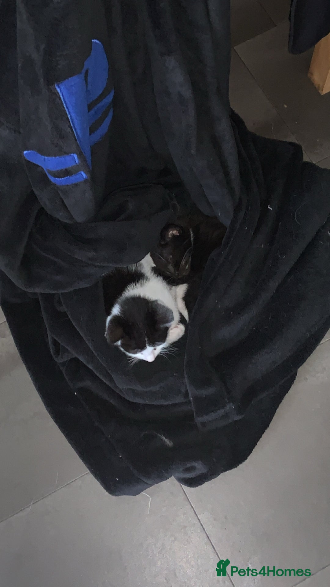 British Longhair cats for sale: Kittens for sale!! in Highbridge - Image 26