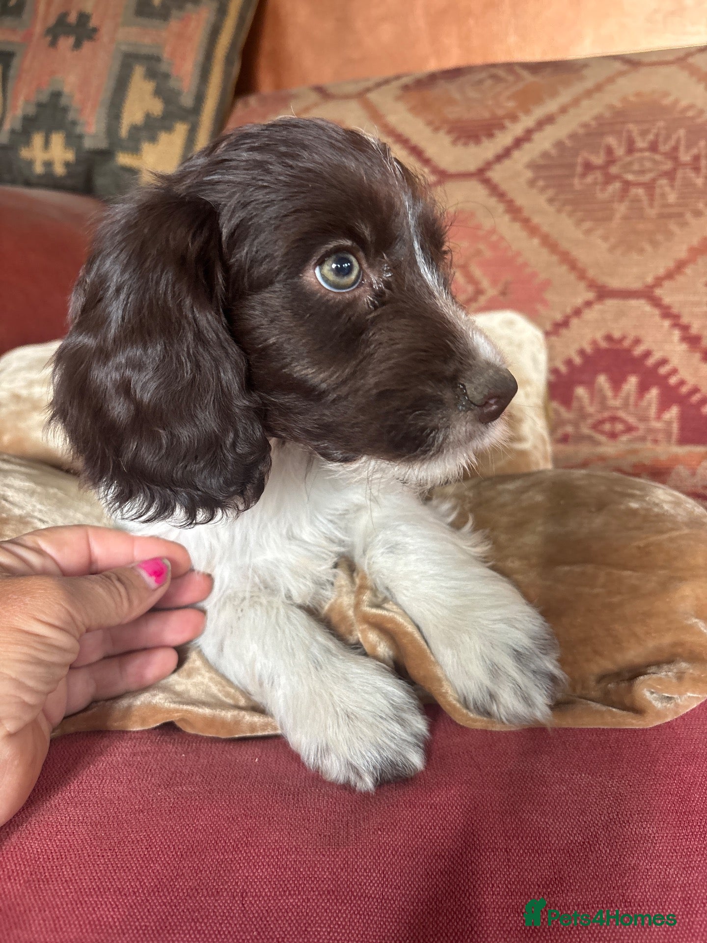 Cockapoo dogs 🩷💙Adorable small Cockapoo pups 🩷💙 - Advert 1