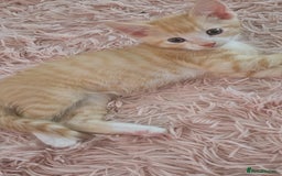 Mixed Breed cats for sale: Beautiful kittens  - Image 12
