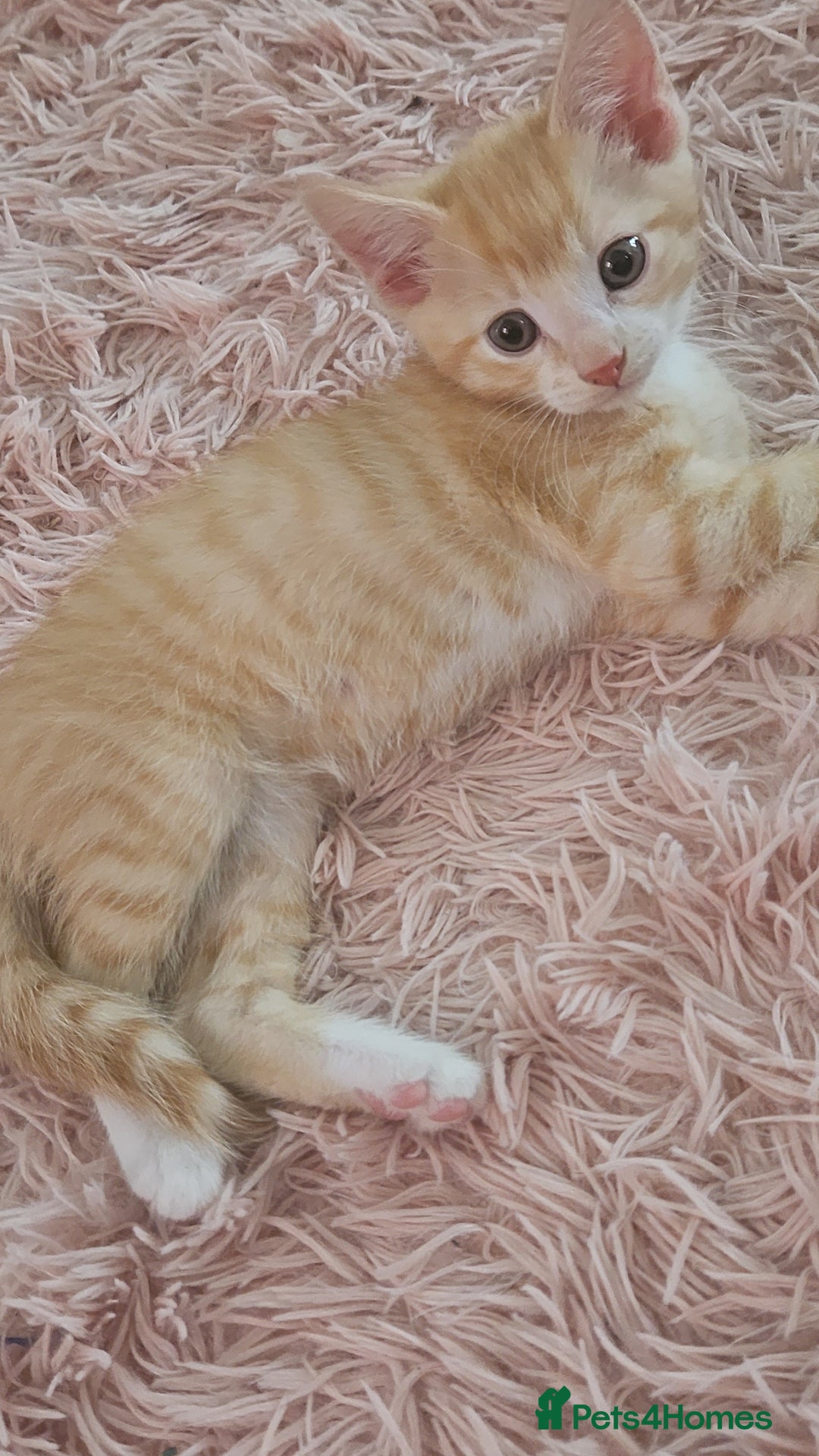 Mixed Breed cats for sale: Beautiful kittens  - Image 12