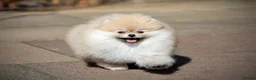 Pomeranian dogs for sale: Adorable Pomeranian boy and girl for sale - Advert 7
