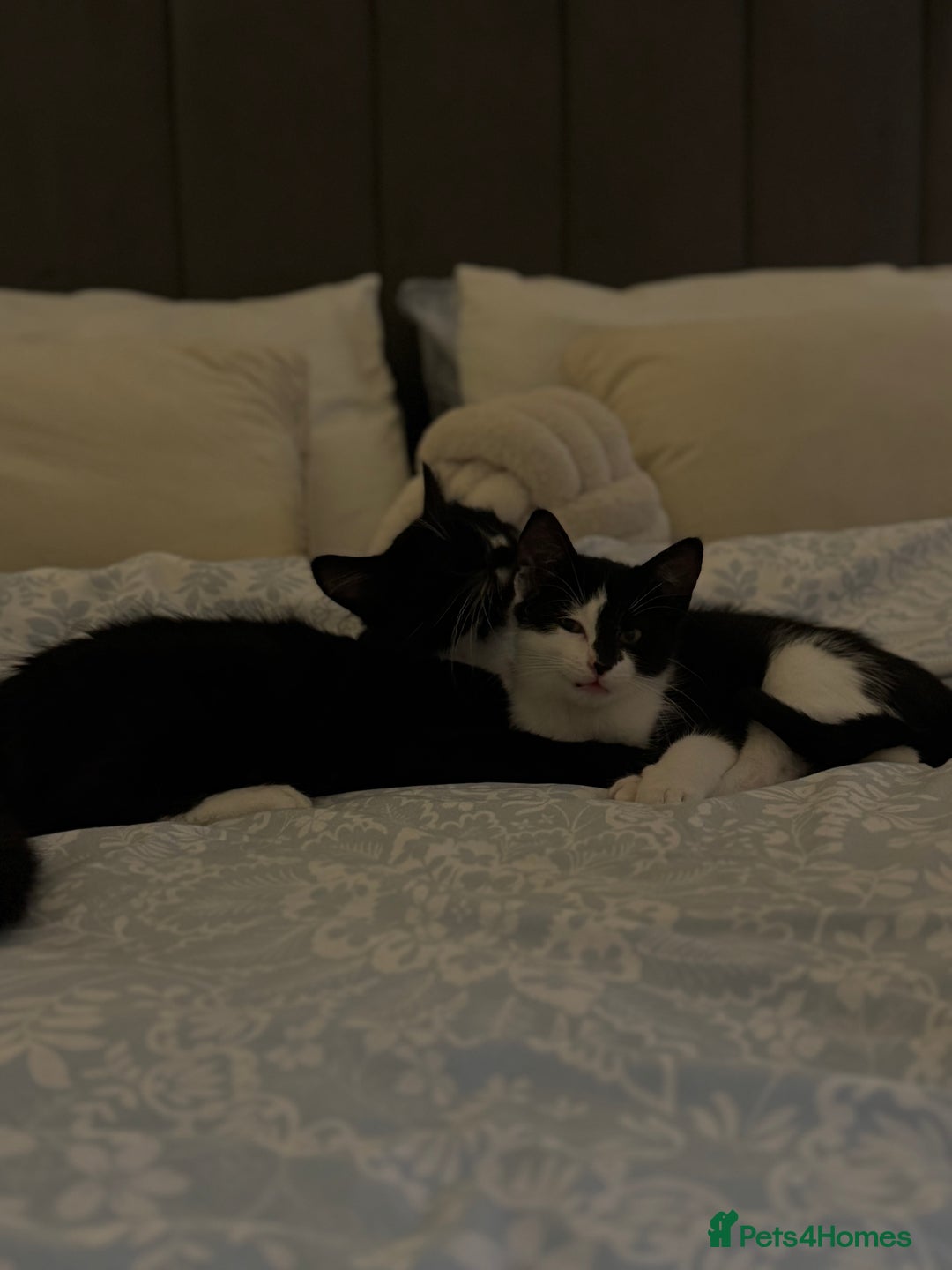 British Longhair cats for sale: A beautiful longhair couple  - Image 1