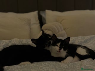 British Longhair cats - Advert 33