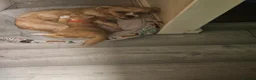 Maltese dogs for sale: LOVING FOREVER HOME WANTED – DOG & KITTEN  - Advert 3