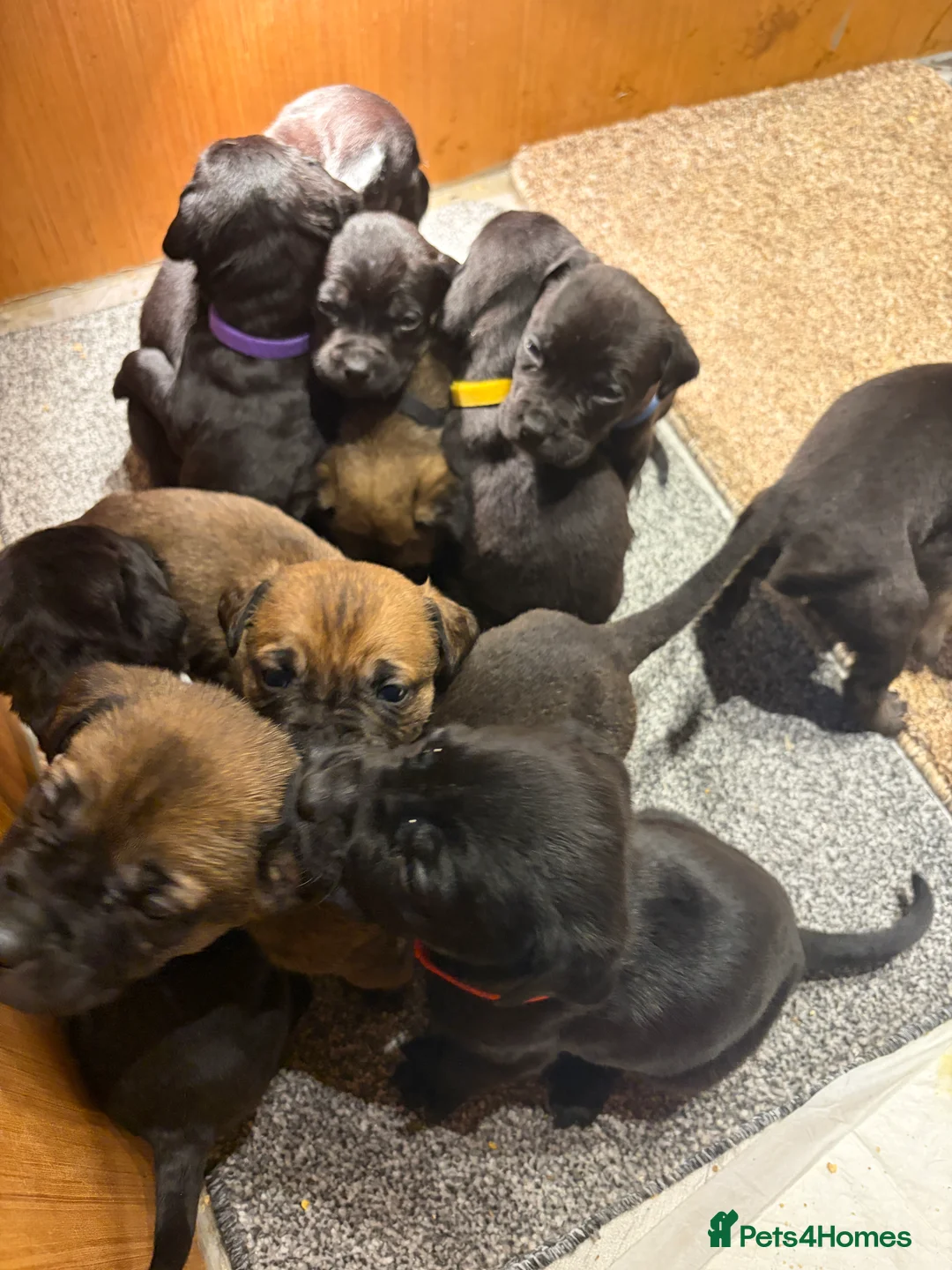 Mixed Breed dogs for sale: canecorso puppies  - Advert 2