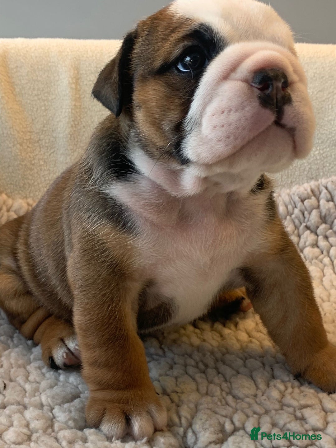 English Bulldog dogs for sale:  champion rosebull his royal highness puppies - Image 8