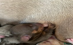 Miniature Dachshund dogs for sale: Dolly mixture dapple/piebald  - Image 9
