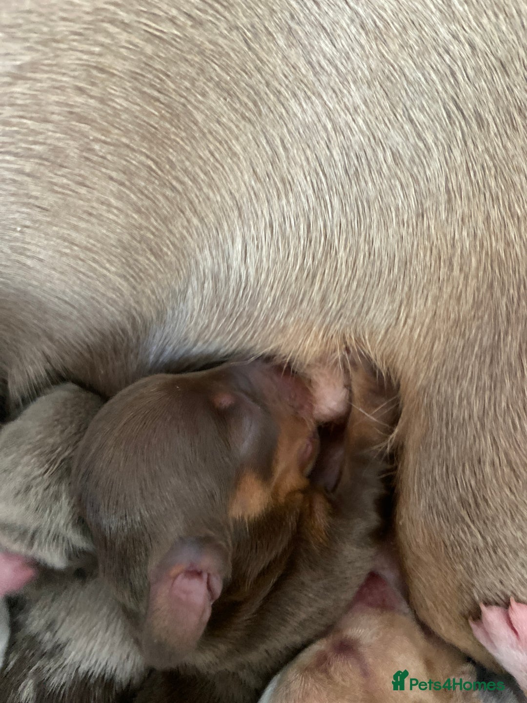 Miniature Dachshund dogs for sale: Dolly mixture dapple/piebald  - Image 9
