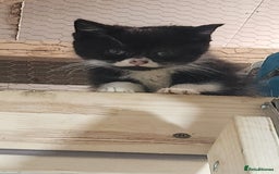 British Longhair cats for sale: British long hair kittens - Advert 1