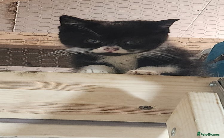 British Longhair cats British long hair kittens - Advert 7