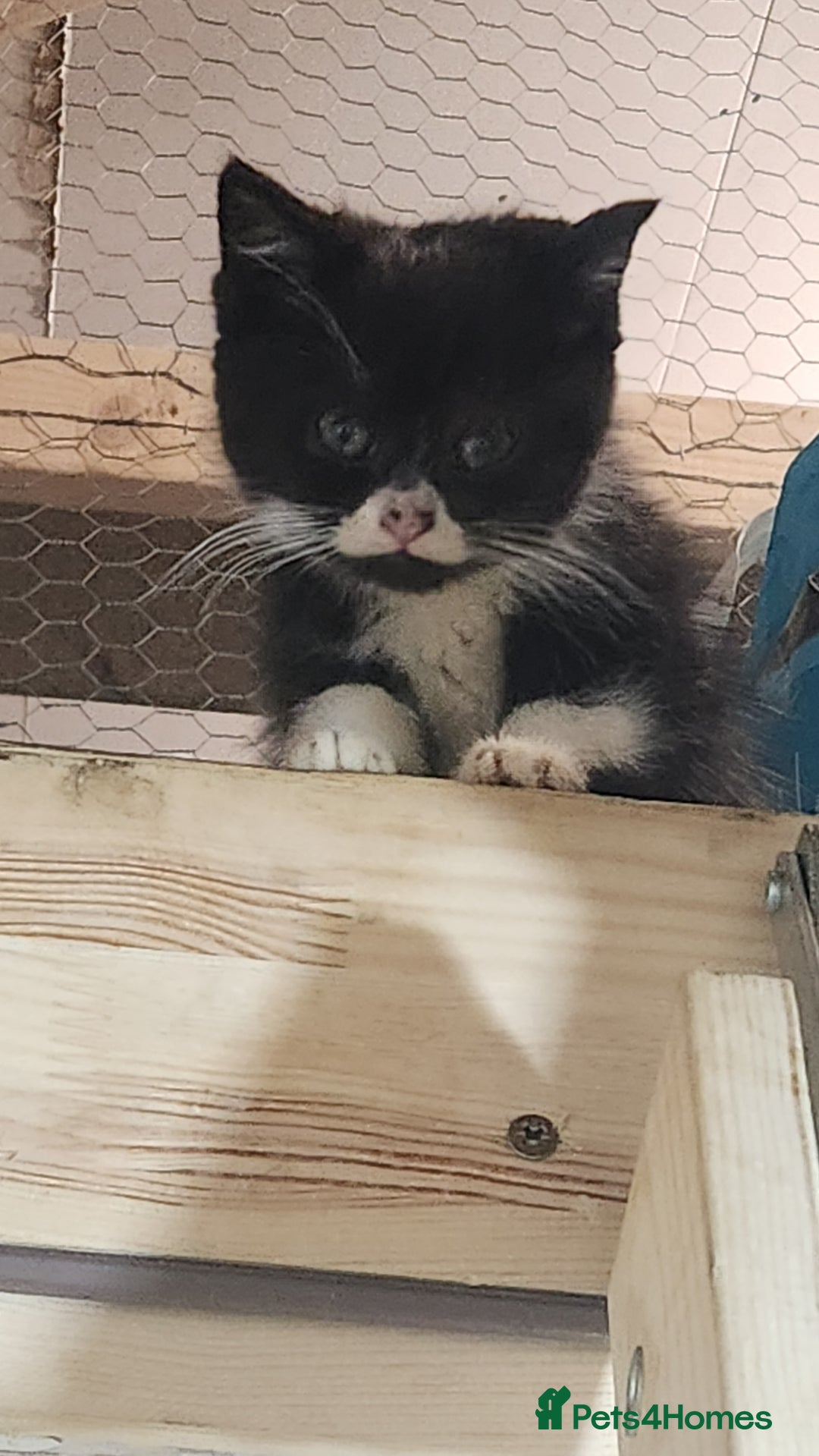 British Longhair cats for sale: British long hair kittens - Advert 1