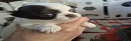 Chihuahua dogs for sale:  ❤️‍🔥KC Reg Party Colour Chihuahua Puppies❤️‍🔥  - Advert 12