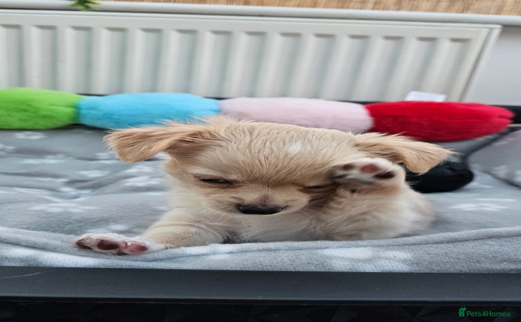 Chihuahua dogs - Advert 7