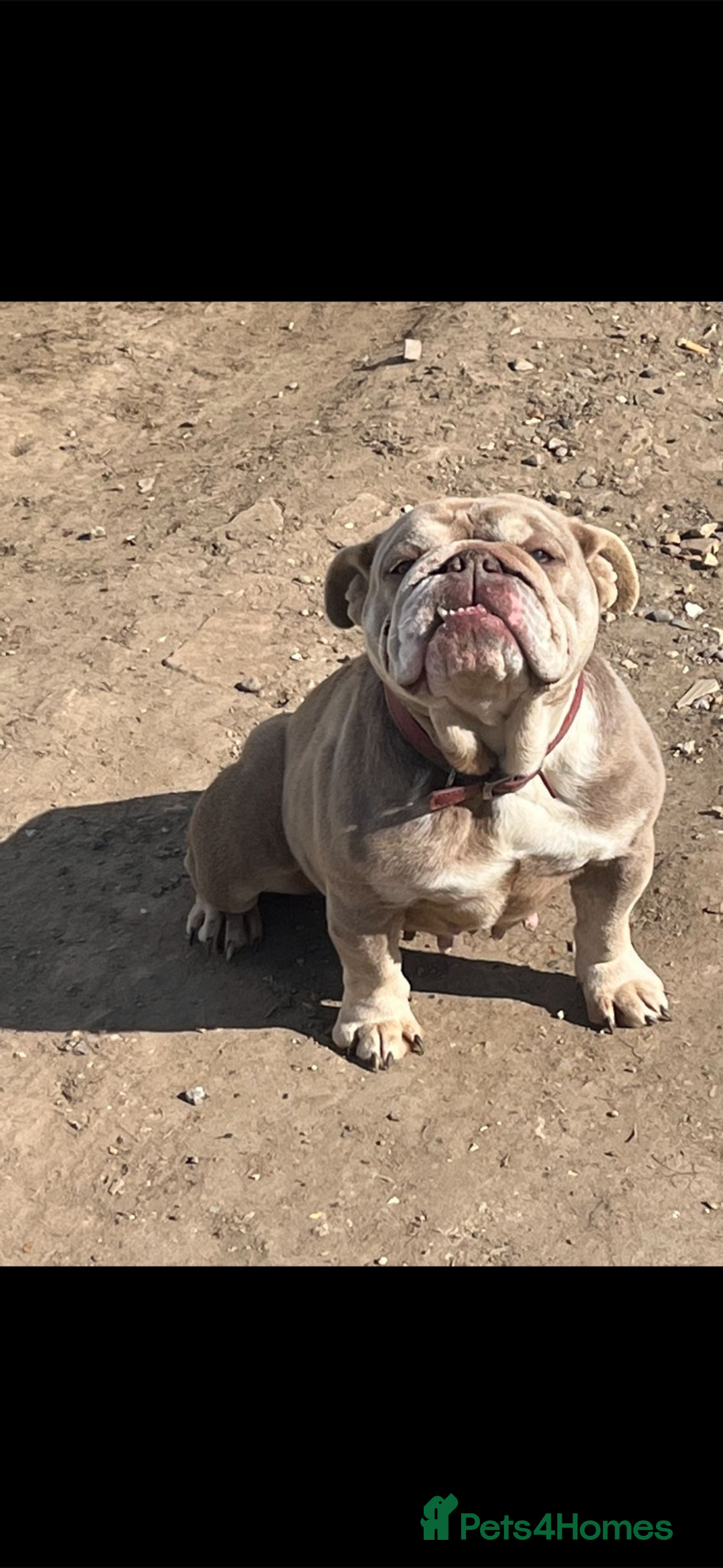 Mixed Breed dogs for sale: British bulldog cross chowpei puppies - Image 1