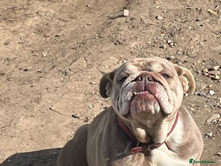 Mixed Breed dogs for sale - Advert 1