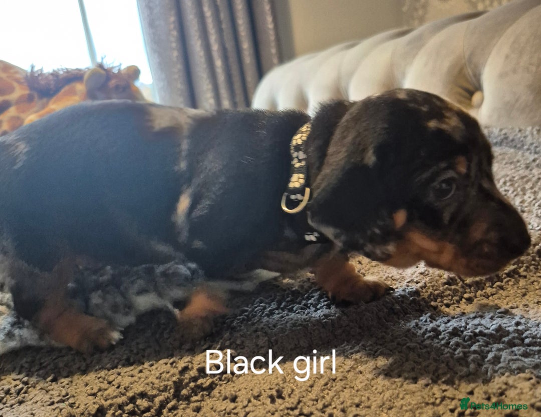 Dachshund dogs for sale: Dachshund Puppies looking for forever homes - Image 8