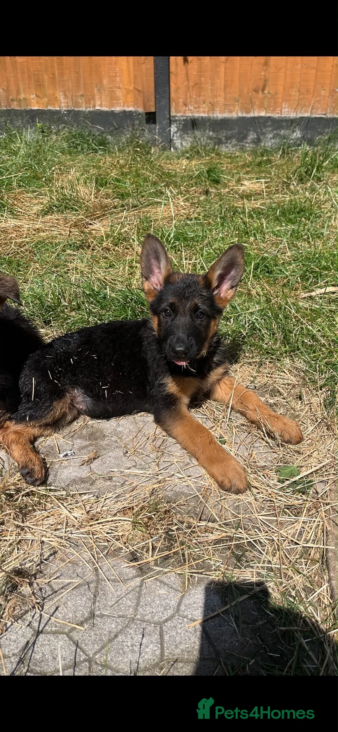 German Shepherd dogs for sale: German Shepard puppies ⭐️ready to be rehomed ⭐️ - Advert 1