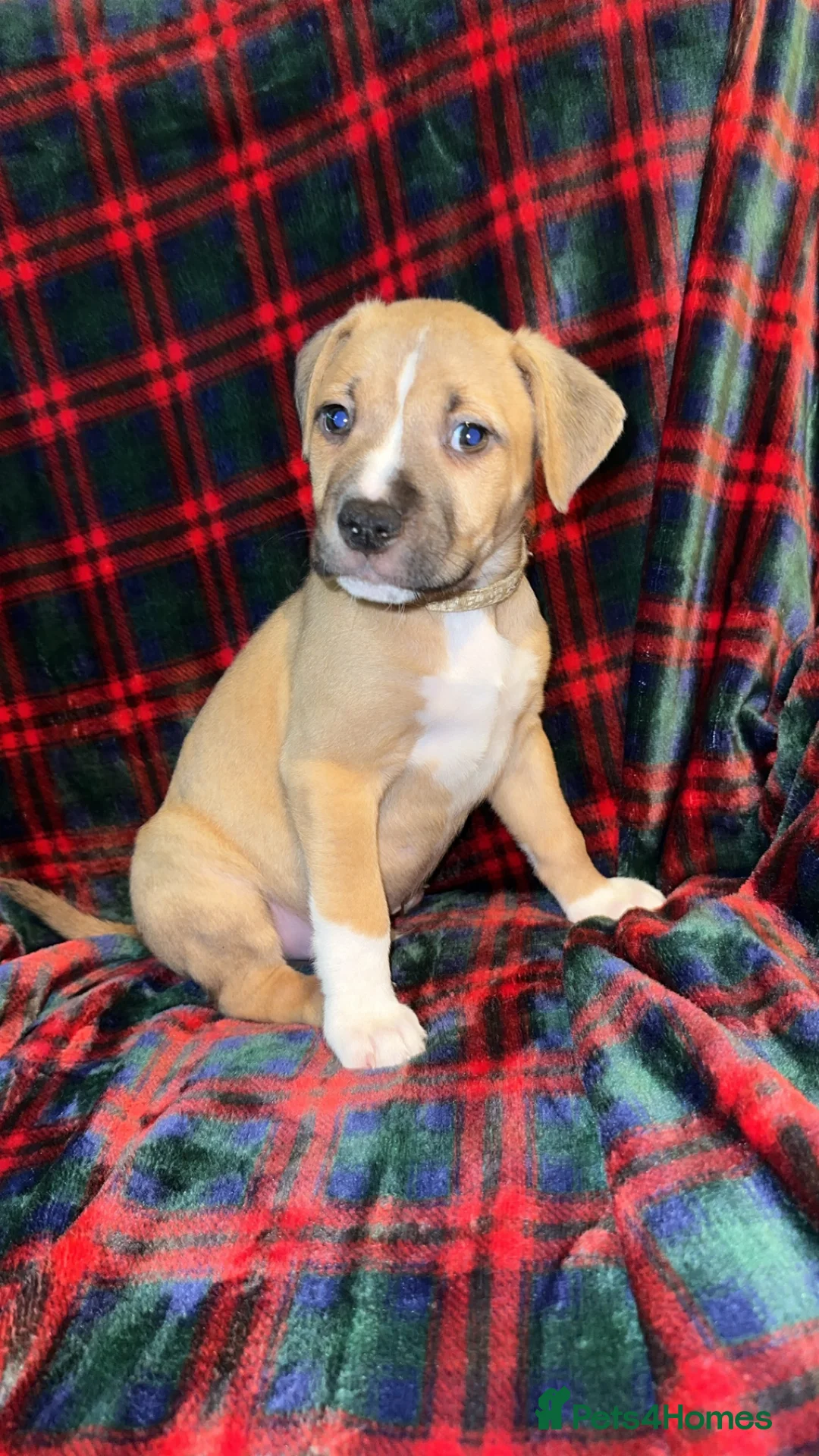 Mixed Breed dogs for sale: Staff X Sharpei puppies  - Advert 4