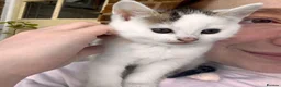 Mixed Breed cats for sale: White and tabby hugely friendly kittens for sale - Advert 3