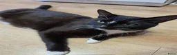 Mixed Breed cats for sale: Kittens x4 - Advert 1