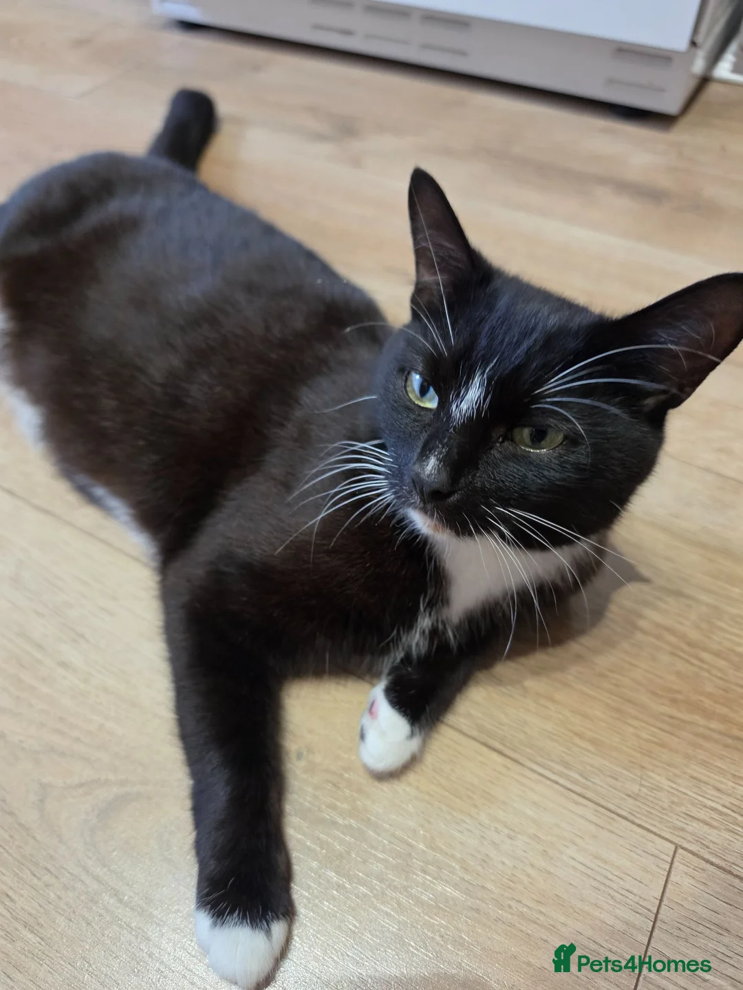 Mixed Breed cats for sale: Kittens x4 - Advert 1