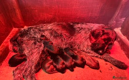 Mixed Breed dogs for sale: 🐾 German wirehaired pointer x Labrador 🐾  - Image 2