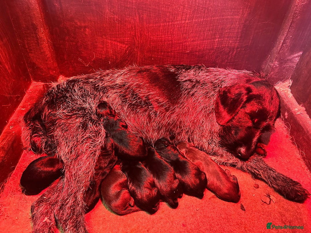 Mixed Breed dogs for sale: 🐾 German wirehaired pointer x Labrador 🐾  - Image 2
