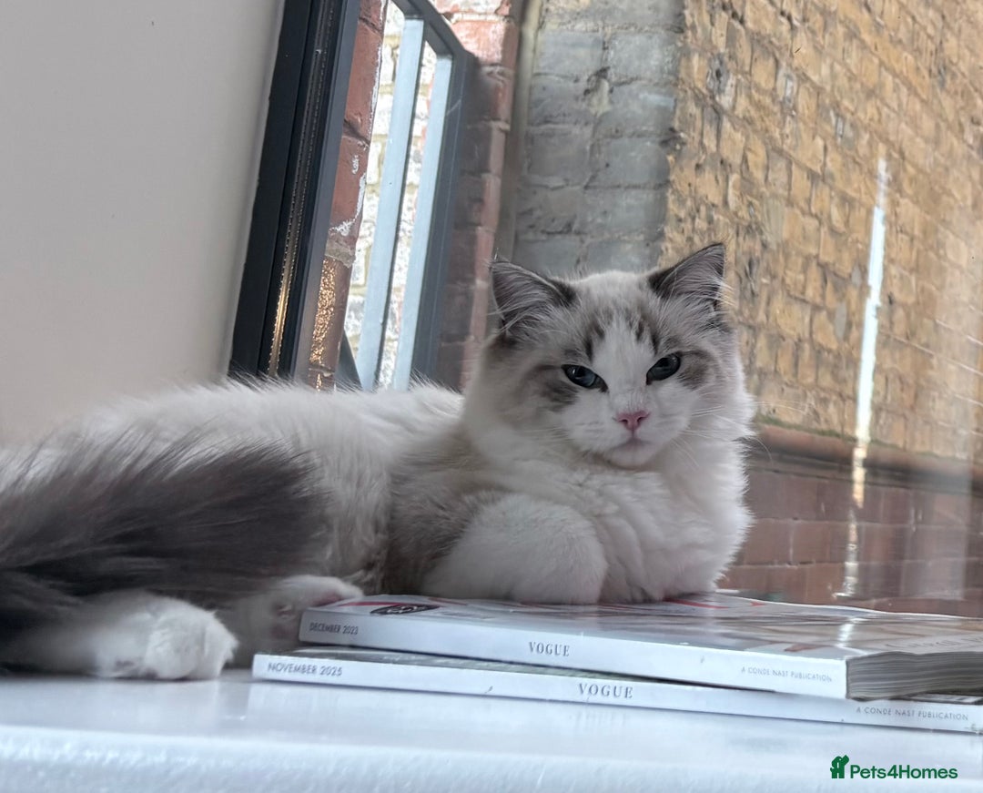 Ragdoll cats for sale: Luxury Ragdoll Blue-Eyed Beauty - Advert 4