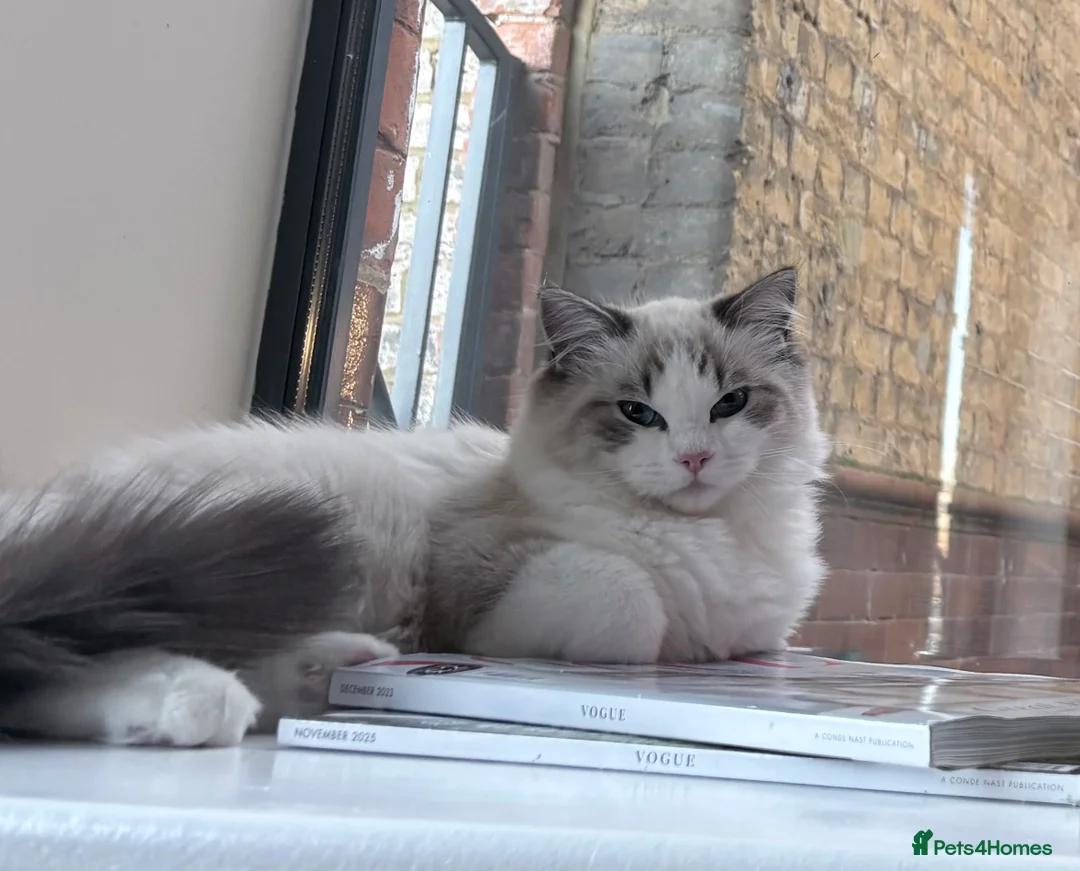 Ragdoll cats for sale: Luxury Ragdoll Blue-Eyed Beauty - Advert 4