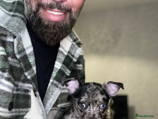 Chihuahua dogs 3 beautiful tiny pure breed chihuahua - Advert 1