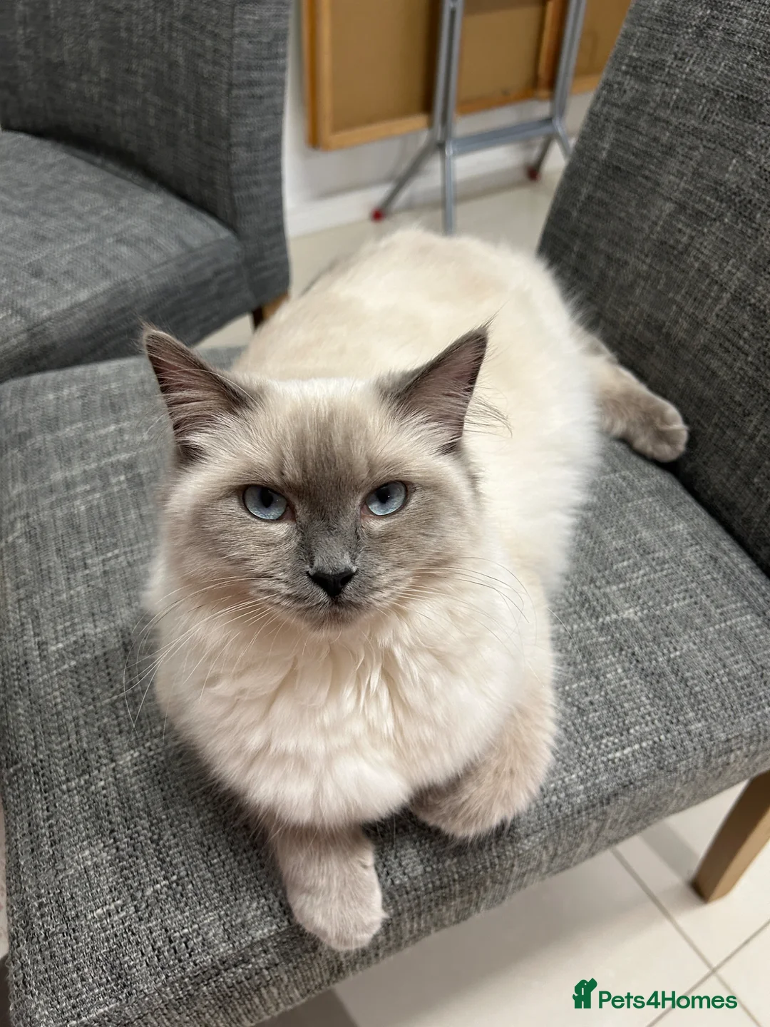 Ragdoll cats for sale: Ragdoll  - Advert 3