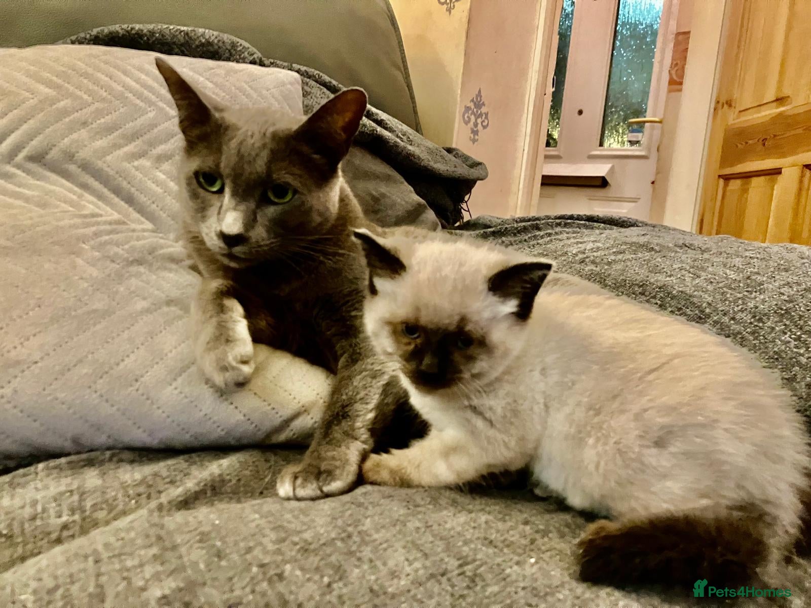 Siamese cats Chocolate point female kitten - Advert 9