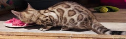 Bengal cats for sale: Mink Female Bengal Kitten. Ready to Leave 9/1/26 - Advert 3