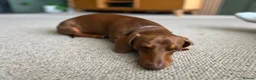 Miniature Dachshund dogs for stud: *For stud* miniature dachshund  - Advert 2