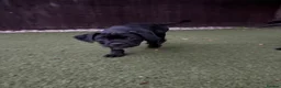 Cane Corso dogs for sale: Cane corso puppies - Advert 6