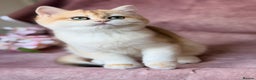 British Shorthair cats for sale: Gorgeous BSH Golden Chinchilla ny12 - Advert 3