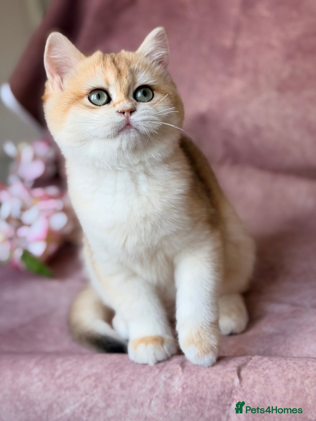 British Shorthair cats for sale: Gorgeous BSH Golden Chinchilla ny12 - Advert 3